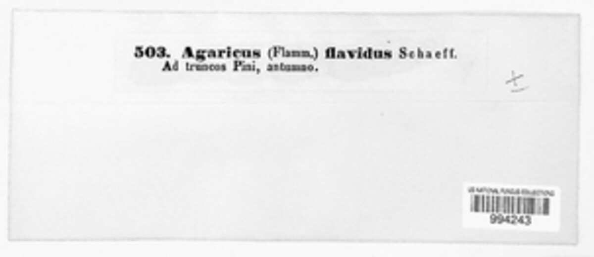 Agaricus flavidus image